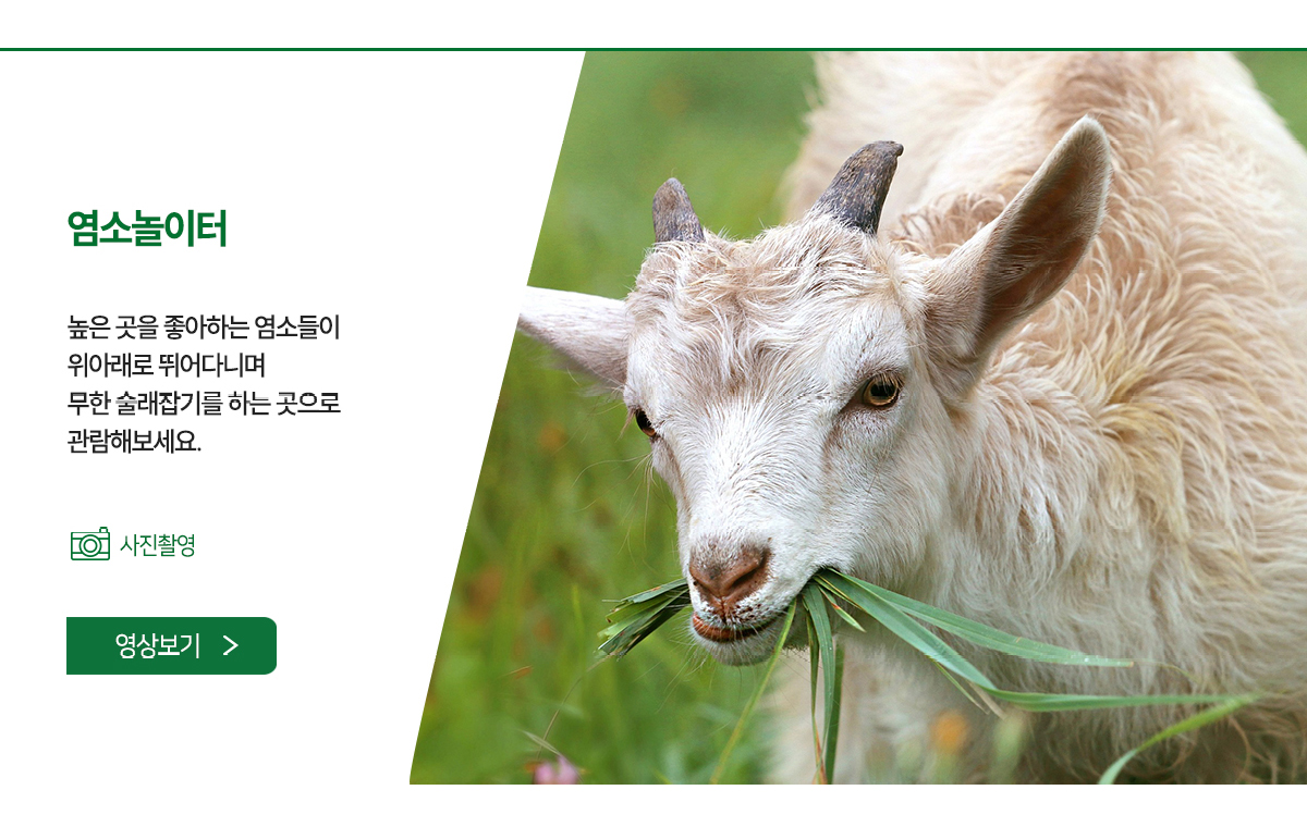 염소놀이터 - 높은 곳을 좋아하는 염소들이 위아래로 뛰어다니며 무한 술래잡기를 하는 곳으로 관람해보세요. 