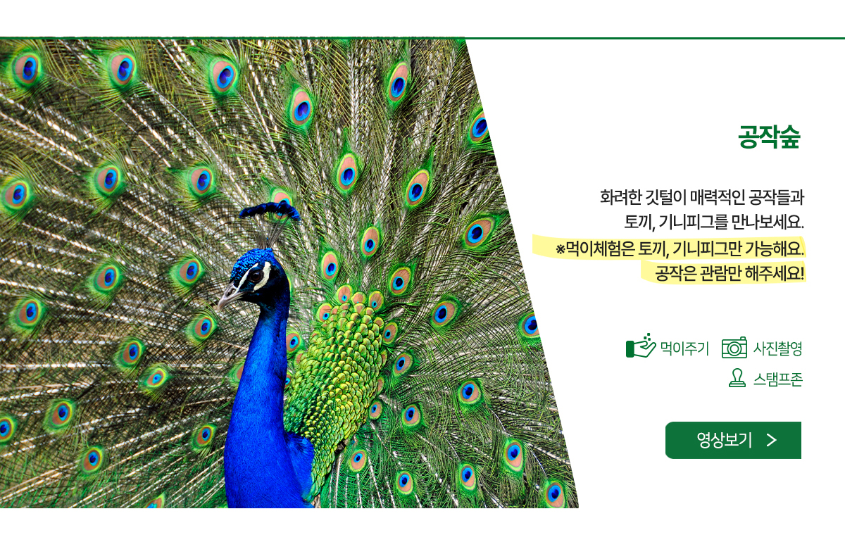 공작숲 - 화려한 깃털이 매력적인 공작들과 토끼, 기니피그를 만나보세요.
