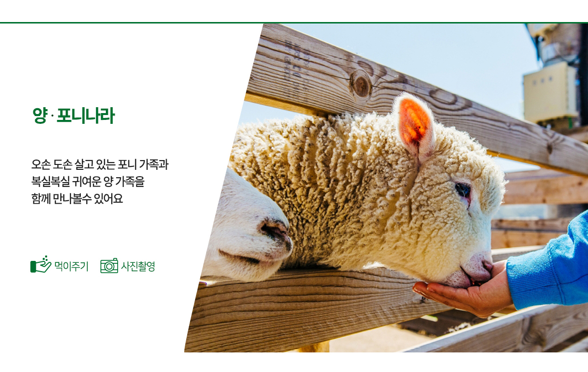 양가족과 포니가족이 오손도손 살고있어요