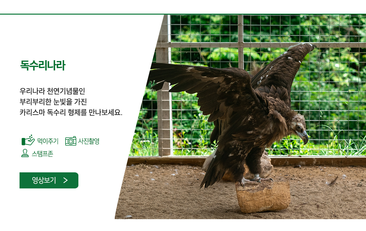 독수리나라 - 우리나라 천연기념물인 부리부리한 눈빛을 가진 카리스마 독수리 삼형제를 만나보세요