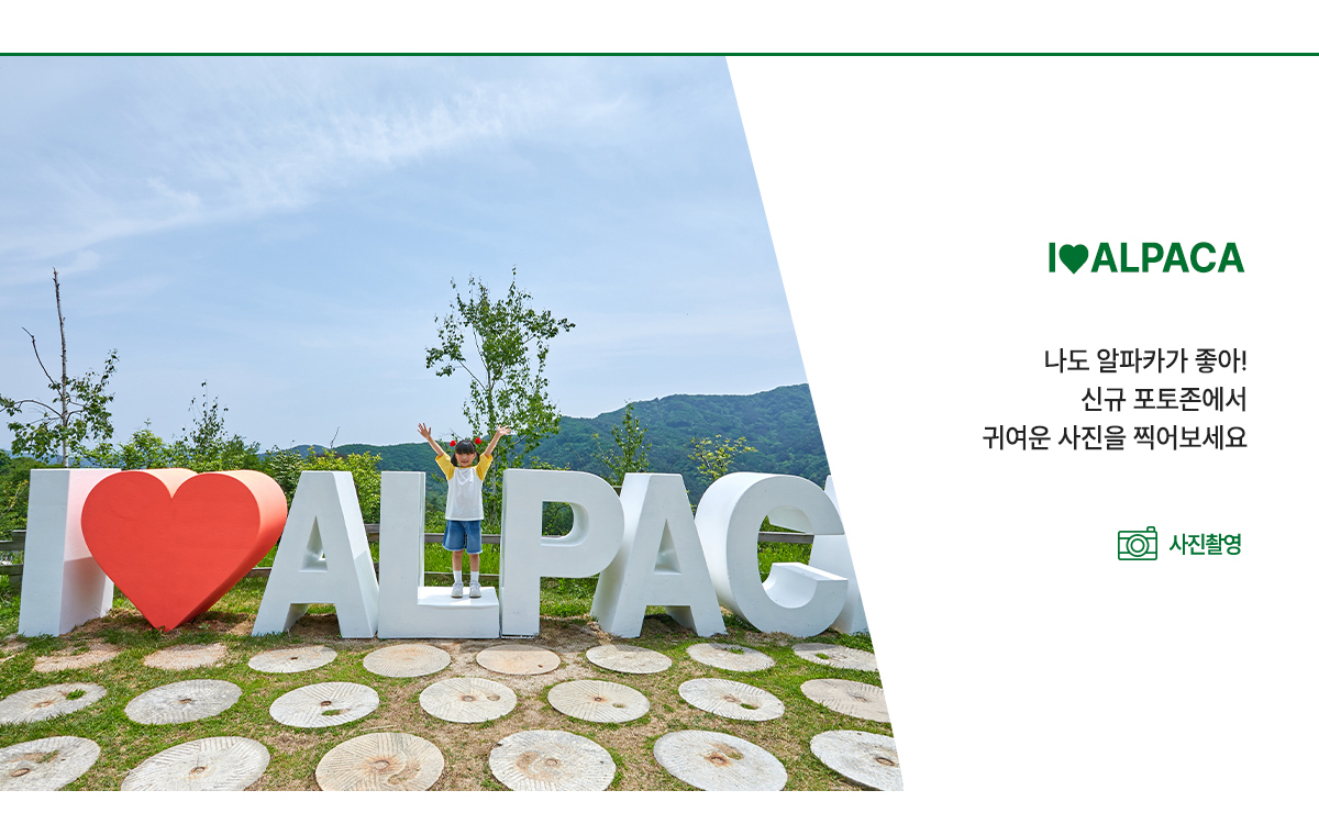 사랑해 알파카야~ 대형 포토존 앞에서 진짜 알파카와 사진을 찍어보세요