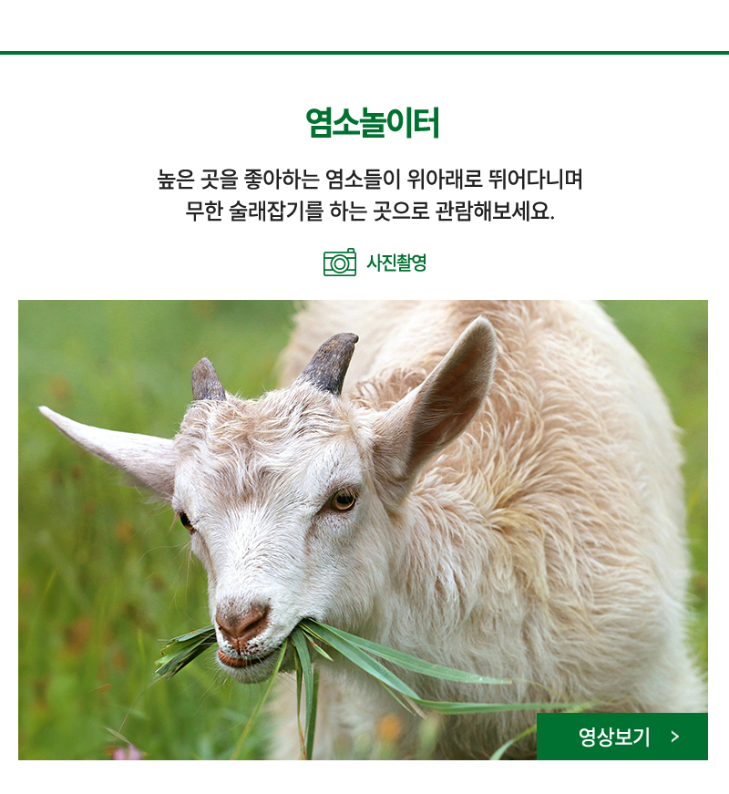 염소놀이터 - 높은 곳을 좋아하는 염소들이 위아래로 뛰어다니며 무한 술래잡기를 하는 곳으로 관람해보세요. 