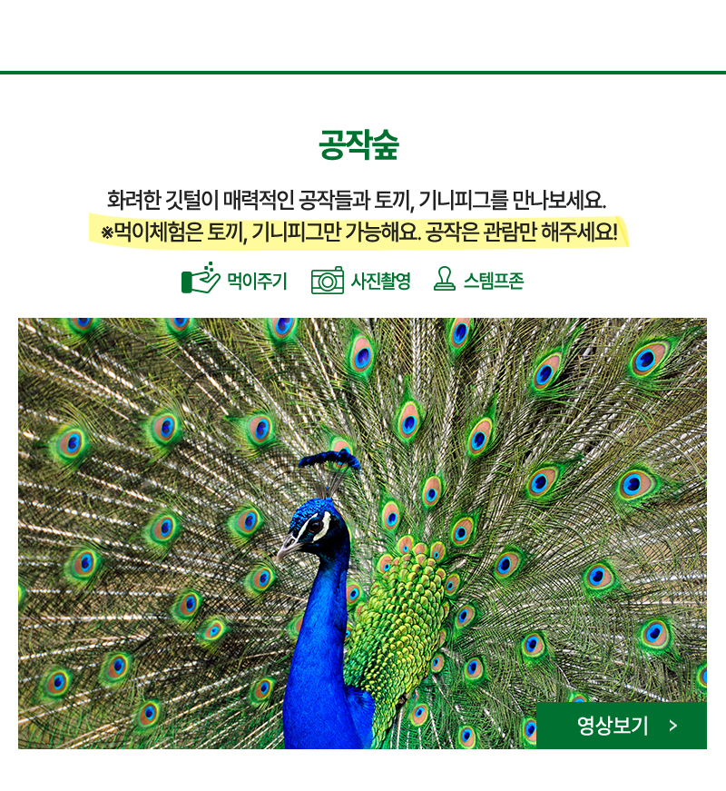 공작숲 - 화려한 깃털이 매력적인 공작들과 토끼, 기니피그를 만나보세요.