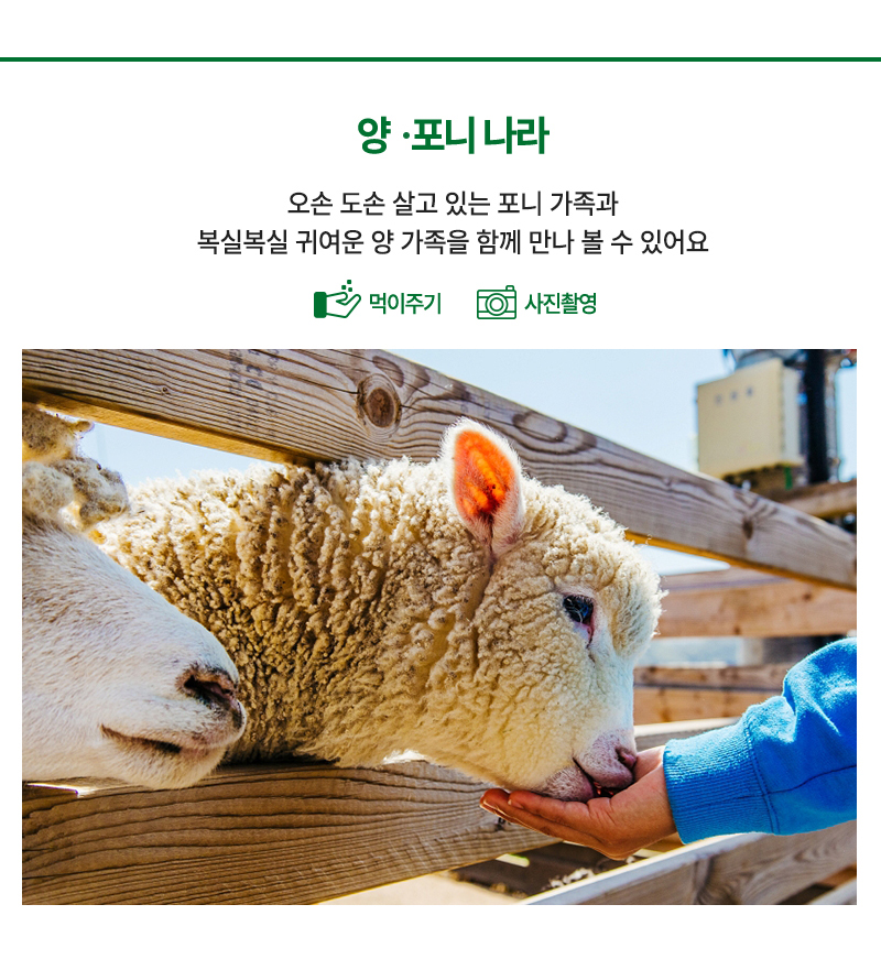 양말나라,양과 포니를 볼수 있어요