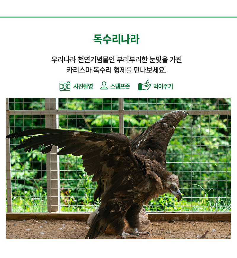 독수리나라 - 우리나라 천연기념물인 부리부리한 눈빛을 가진 카리스마 독수리 삼형제를 만나보세요