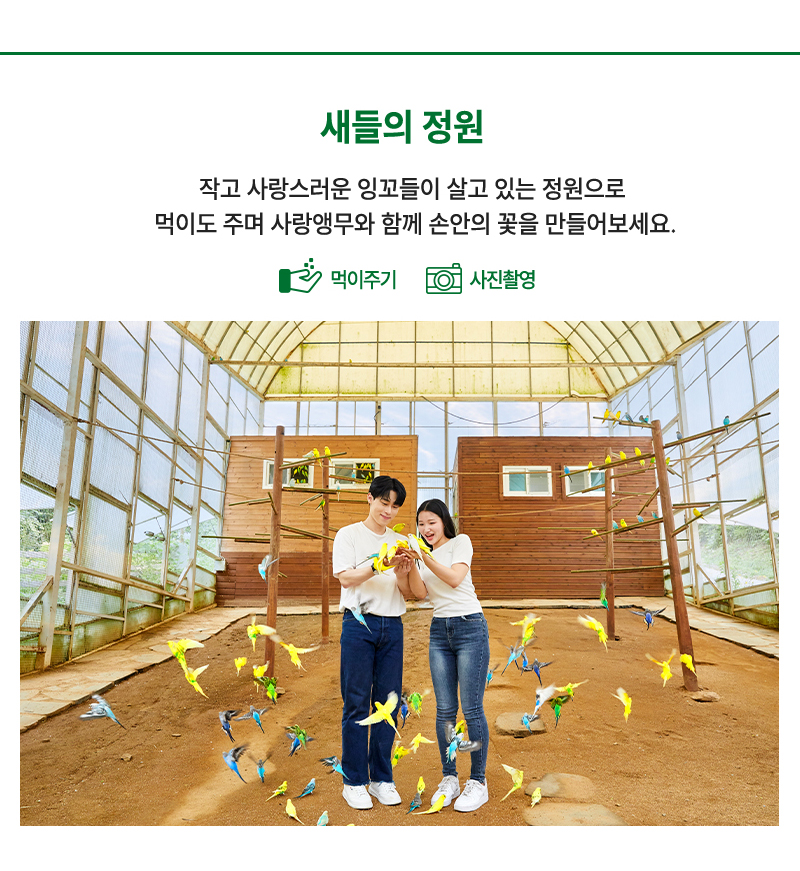 새들의 정원 - 작고 사랑스러운 잉꼬들이 살고 있는 정원으로 먹이도 주며 사랑앵무와 함께 손안의 꽃을 만들어보세요.