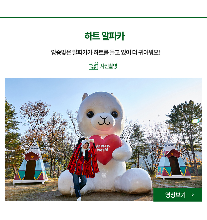 귀여운 알파카가 하트들 들고있어요