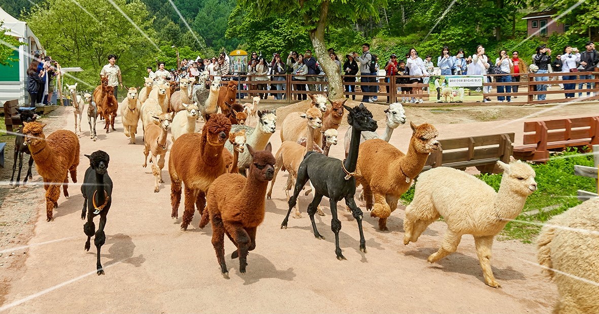 1. a pack of alpacas_1