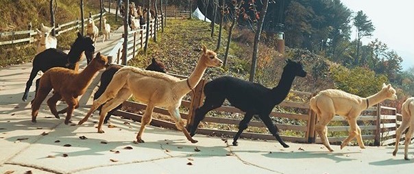 1. a pack of alpacas_2