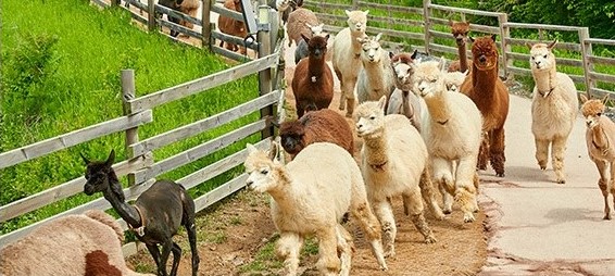 1. a pack of alpacas_3