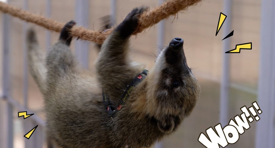 2. Coati Adventure_1