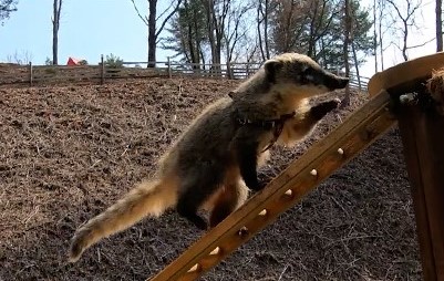 2. Coati Adventure_2