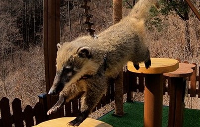 2. Coati Adventure_3