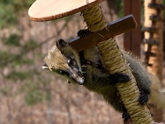 2. Coati Adventure_4