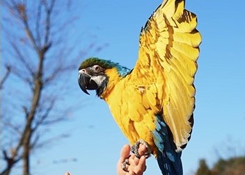 3. Rainbow Flight_4