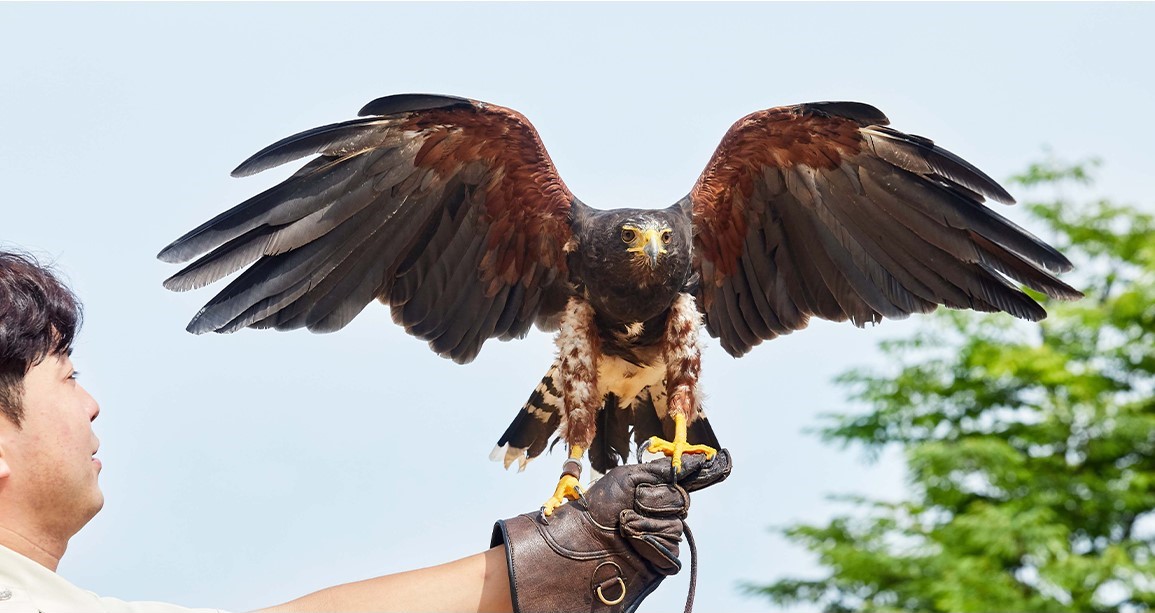 4. Harris's Hawk Hunting_1