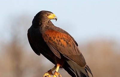4. Harris's Hawk Hunting_2
