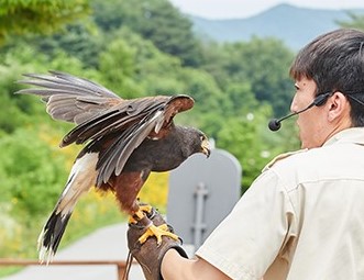 4. Harris's Hawk Hunting_4