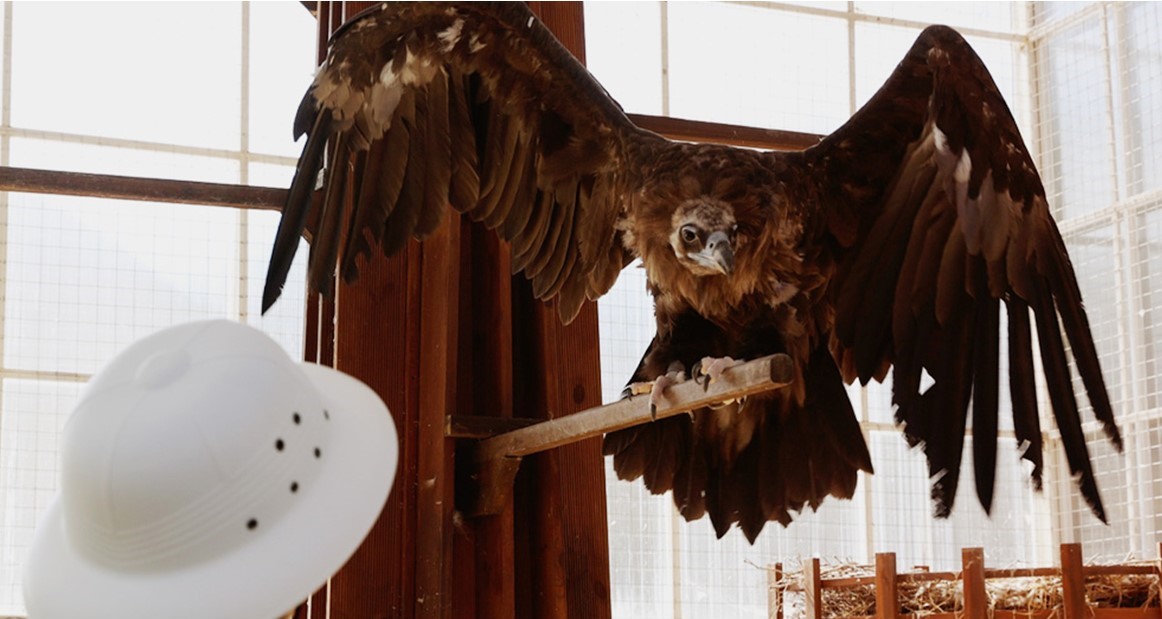 5. Golden Eagle Feeding_1
