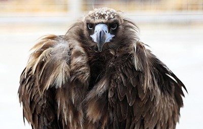 5. Golden Eagle Feeding_2