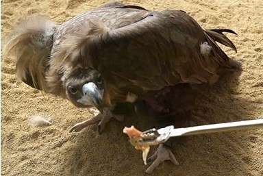 5. Golden Eagle Feeding_3