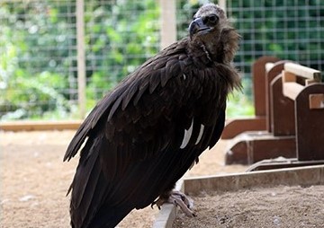5. Golden Eagle Feeding_4