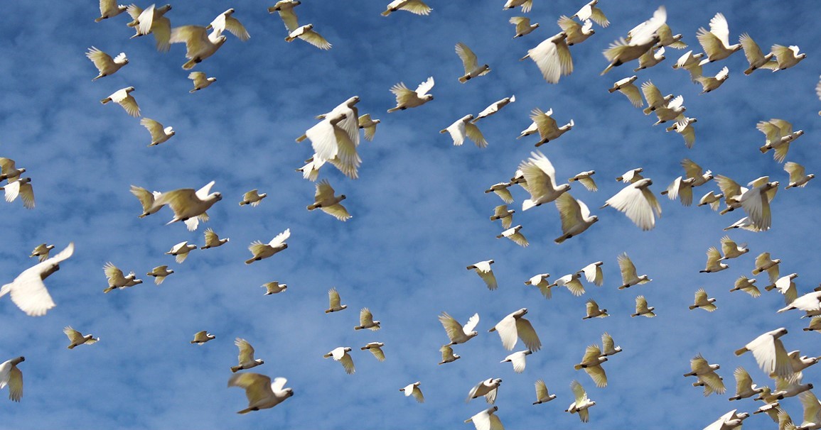 6. Doves Up Above_1
