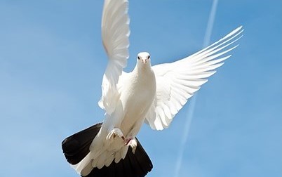 6. Doves Up Above_2