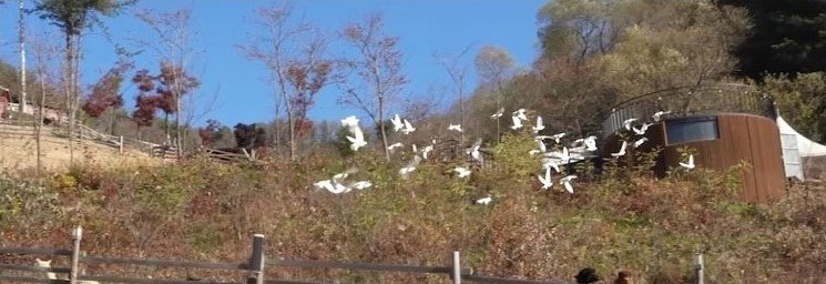 6. Doves Up Above_3