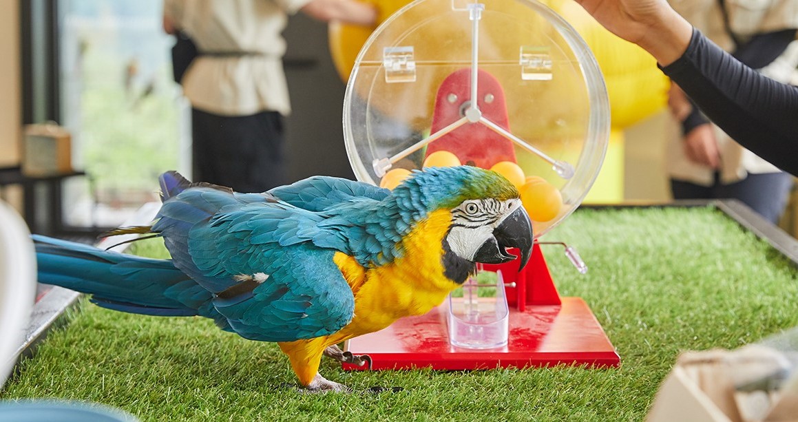 7. Kongee the Brilliant Parrot