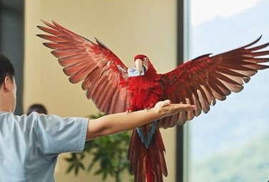 7. Kongee the Brilliant Parrot