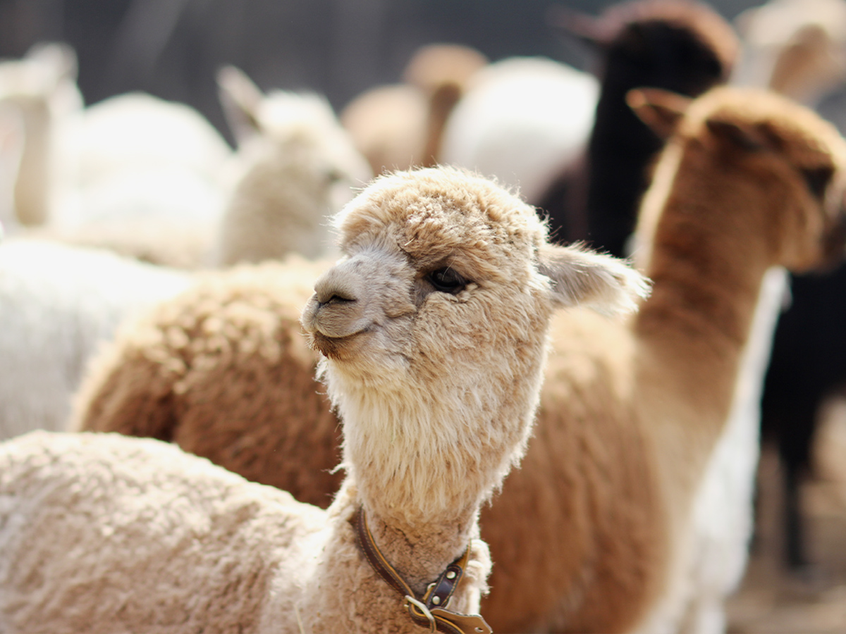 alpaca