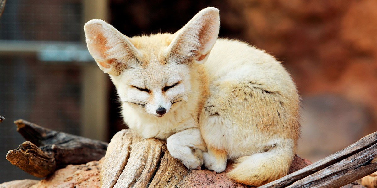 6. a place where you can meet various kinds of animals_1
