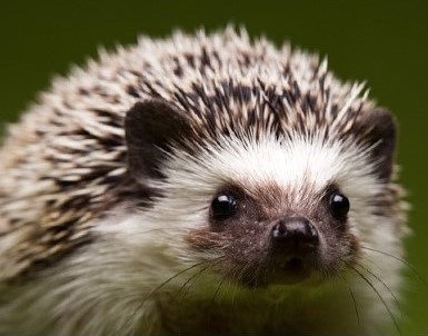6. a place where you can meet various kinds of animals_10