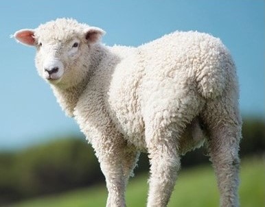 6. a place where you can meet various kinds of animals_11