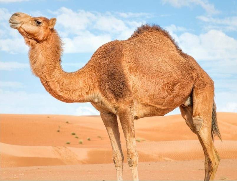 6. a place where you can meet various kinds of animals_12