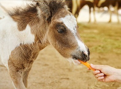 6. a place where you can meet various kinds of animals_4