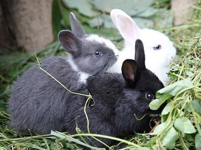 6. a place where you can meet various kinds of animals_6