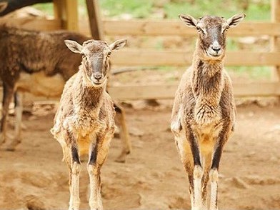 6. a place where you can meet various kinds of animals_7