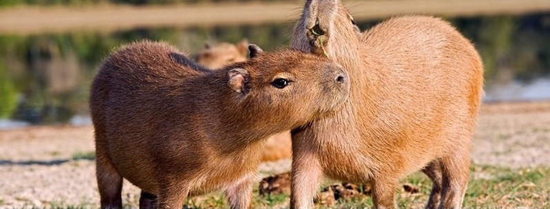 6. a place where you can meet various kinds of animals_8
