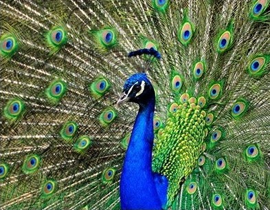 6. a place where you can meet various kinds of animals_9