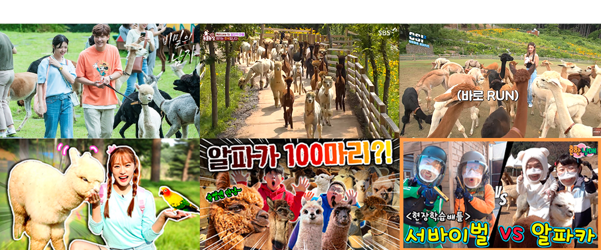 숲속의 동물나라 알파카월드