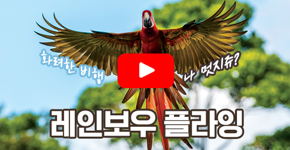 앵무새 판타지 쇼
