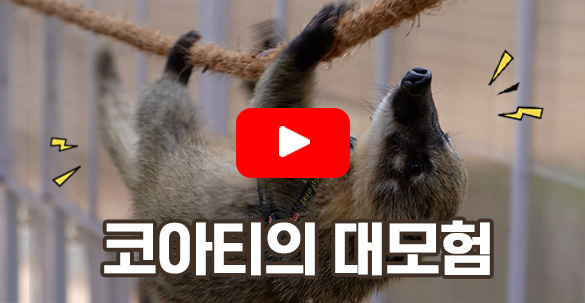 코아티 짚라인 쇼