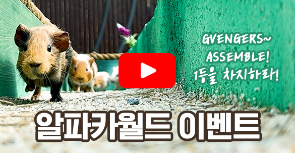 알파카월드 게임