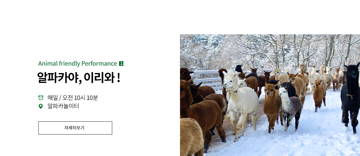 THE FRIENDLY SHOW 알파카 이리와 쇼