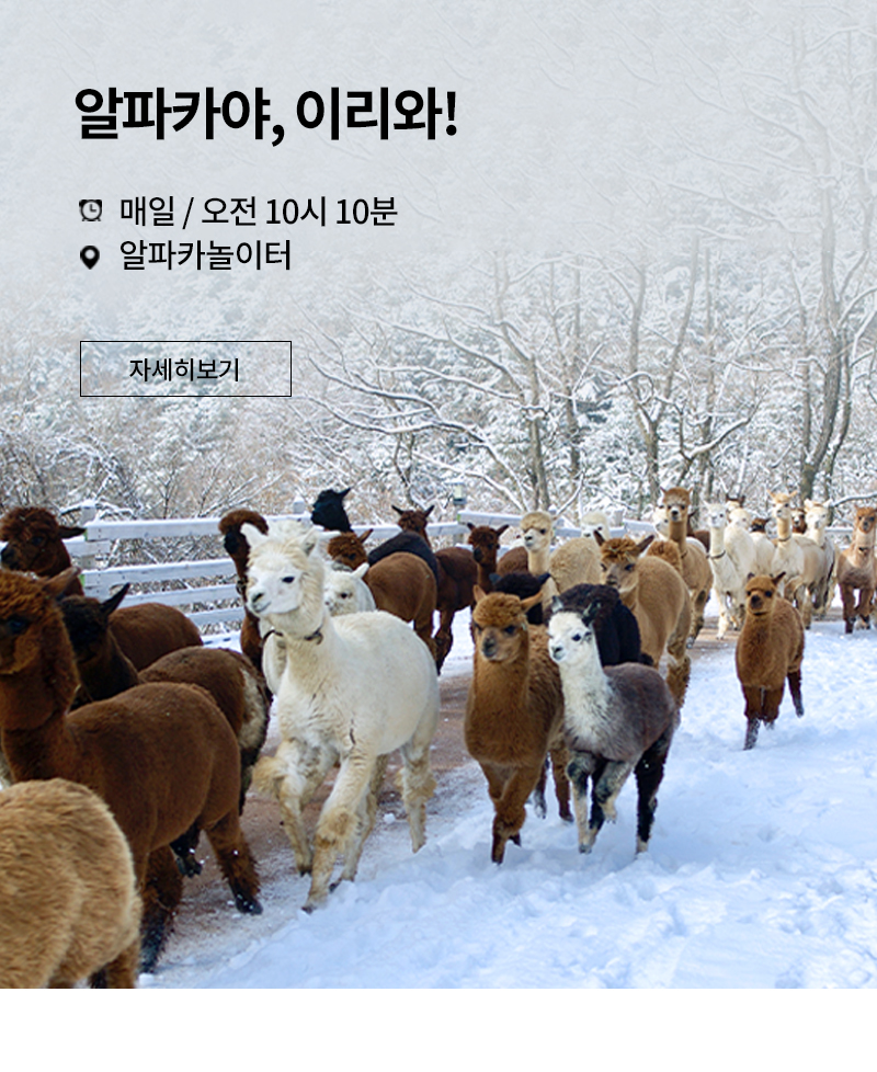 THE FRIENDLY SHOW 알파카 이리와 쇼