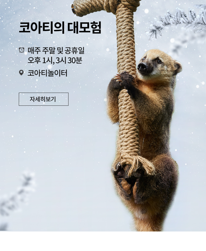 THE FRIENDLY SHOW 코아티 짚라인 쇼