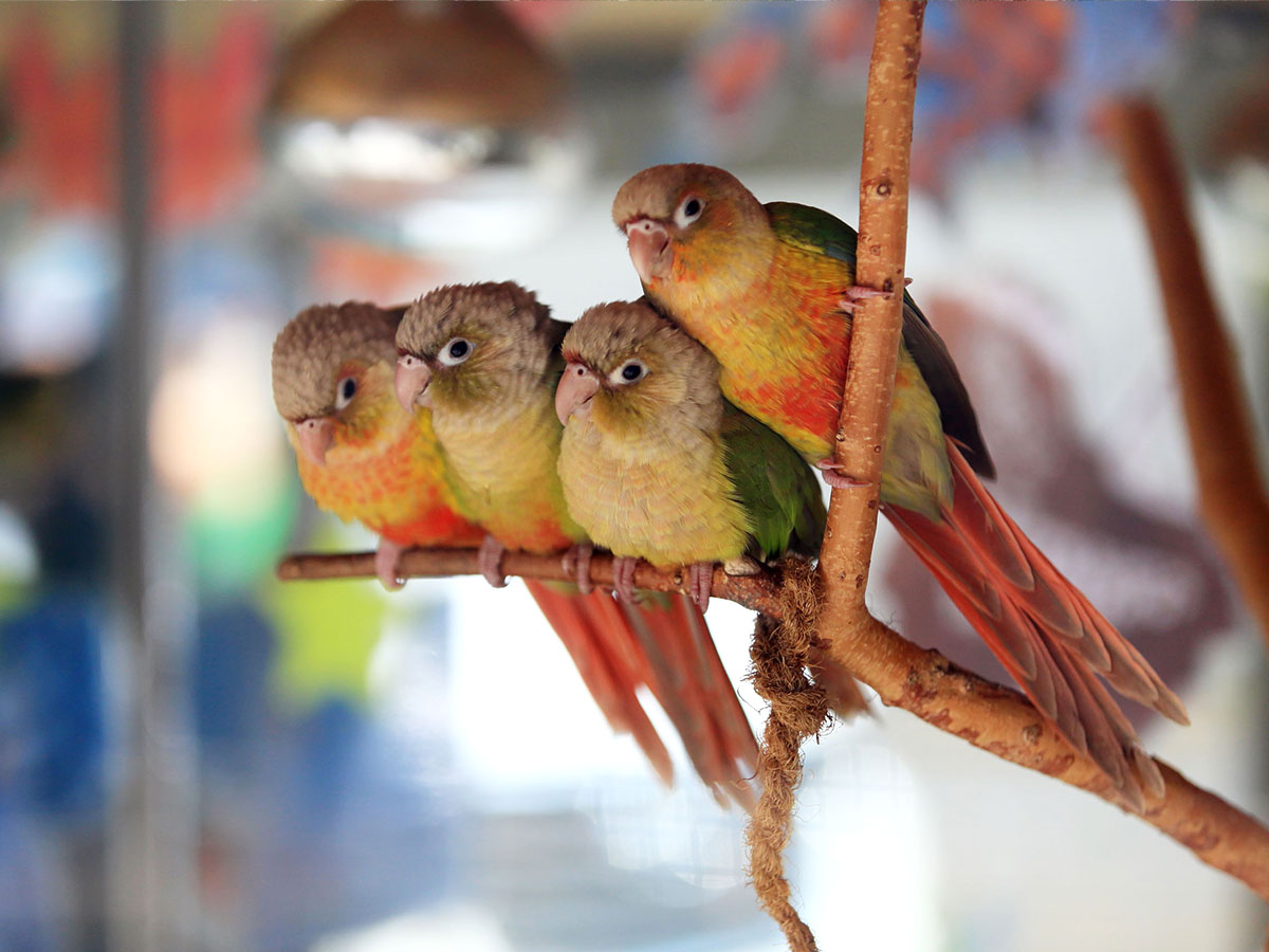 알파카월드 : 즐길 거리들